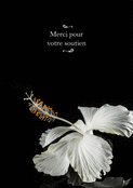Douceur florale et gratitude sinc&egrave;re